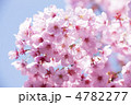 サクラの花