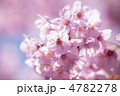 サクラの花
