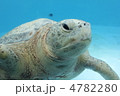 ウミガメ