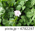 クローバーと桜