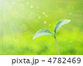 若葉と太陽の光 若葉と太陽の光