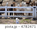 アルパカ　対　子犬　の対決