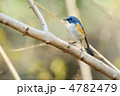 止まり木のルリビタキ