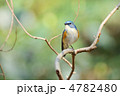 止まり木のルリビタキ 止まり木のルリビタキ