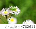 バッタなどの仲間とハルジオン