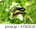 アオスジアゲハ