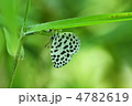 ゴイシシジミ