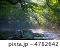 原生林と渓流と光芒　菊池渓谷