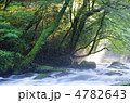 原生林と渓流と光芒　菊池渓谷