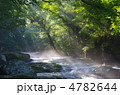 原生林と渓流と光芒　菊池渓谷