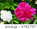 芍薬