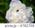 芍薬と昆虫