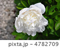 芍薬