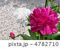 芍薬