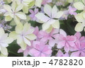 紫陽花