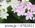 紫陽花