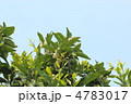 春の蜜柑の木 春の蜜柑の木