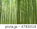 緑の竹林