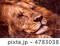 ライオンの顔アップ