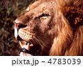 ライオンの顔アップ