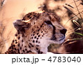 チーターの顔アップ