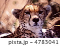 チーターの顔アップ