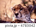 チーターの顔アップ
