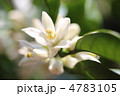 みかんの花 みかんの花