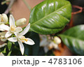みかんの花 みかんの花