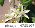 みかんの花 みかんの花
