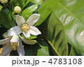 みかんの花 みかんの花