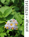 じゃがいもの花 じゃがいもの花
