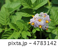 じゃがいもの花 じゃがいもの花