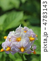 じゃがいもの花 じゃがいもの花