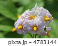 じゃがいもの花 じゃがいもの花
