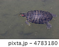 泳ぐミドリガメ 泳ぐミドリガメ