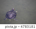 泳ぐミドリガメ