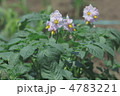野菜の花　じゃがいも