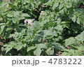 野菜の花　じゃがいも