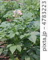 野菜の花　じゃがいも
