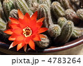 白檀の花 白檀の花