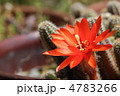 白檀の花 白檀の花