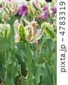 チューリップ　グリーンウェーブ