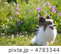 犬と花