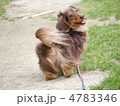 振り返る犬