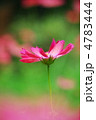 秋桜