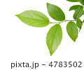 葉っぱ