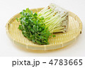 カイワレ大根