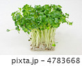 カイワレ大根