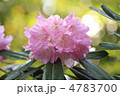 薄桃色のシャクナゲ